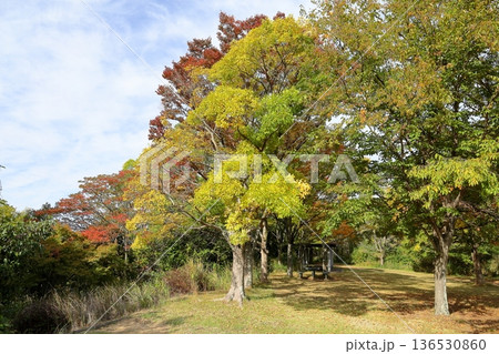 秋の公園　色づく木々 136530860
