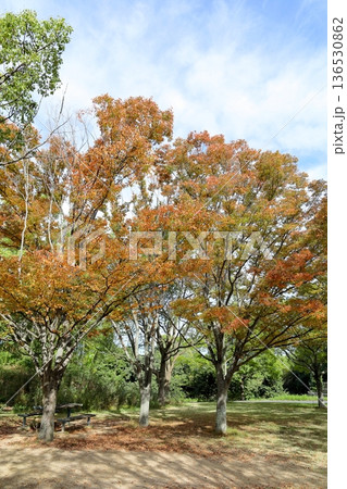 秋の公園 色づくケヤキの葉 紅葉 秋の公園 色づくケヤキの葉 紅葉 136530862