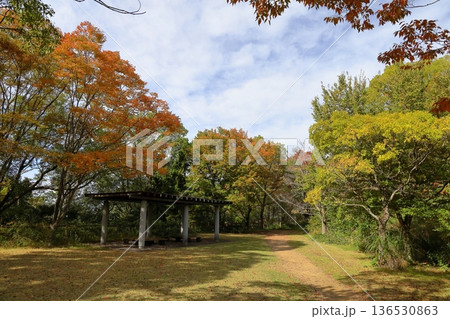 秋の公園 色づく木々 秋の公園 色づく木々 136530863