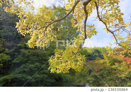 秋の公園　爽やかエノキ黄葉 136530864