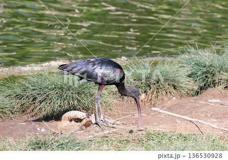 The glossy ibis (Plegadis falcinellus) The glossy ibis (Plegadis falcinellus) 136530928