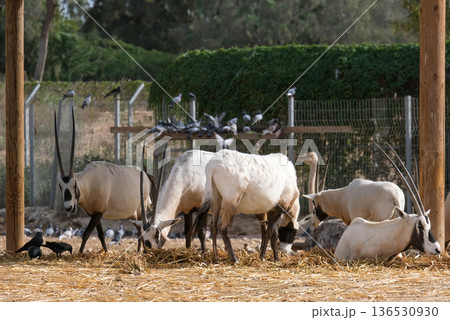 Arabian oryx or white oryx (Oryx leucoryx) 136530930