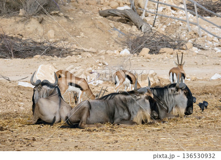The blue wildebeest or brindled gnu (Connochaetes taurinus) and Thomson's gazelle (Eudorcas thomsonii) The blue wildebeest or brindled gnu (Connochaetes taurinus) and Thomson's gazelle (Eudorcas thomsonii) 136530932