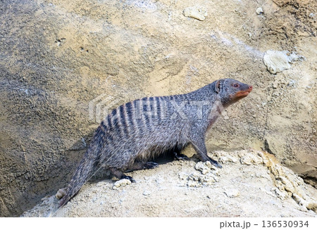The banded mongoose (Mungos mungo) 136530934