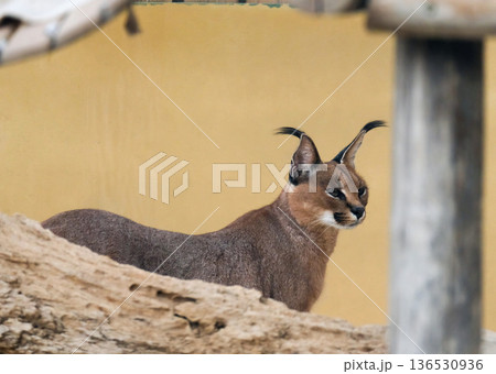 The caracal (Caracal caracal) The caracal (Caracal caracal) 136530936