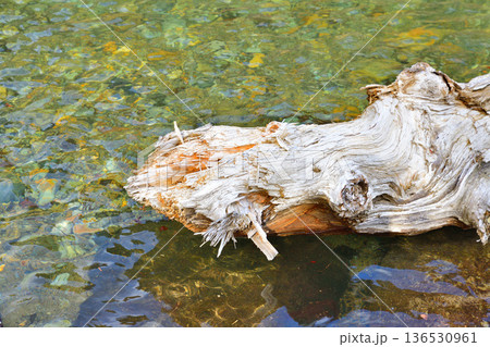 流木　赤谷川　みなかみ町　猿ヶ京　　 136530961