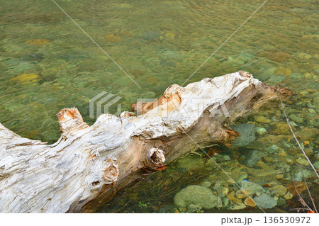 流木　赤谷川　みなかみ町　猿ヶ京　　 136530972