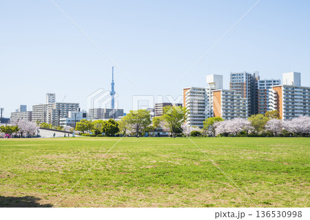 桜咲く広い公園 136530998