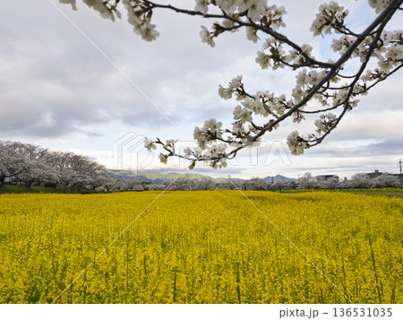 桜の枝越しに望む、藤原京跡の広大な菜の花畑 136531035