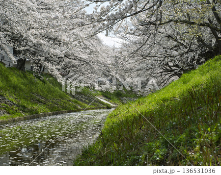 桜並木が続く小川、川面に広がる花びらの筏 136531036