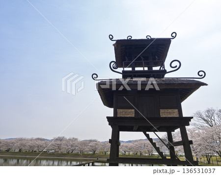 唐古・鍵遺跡の楼閣と満開の桜並木 136531037