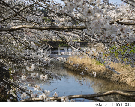 川を包む満開の桜並木、春のせせらぎ情景 136531039