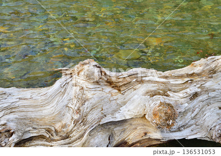 流木　赤谷川　みなかみ町　猿ヶ京　　 136531053