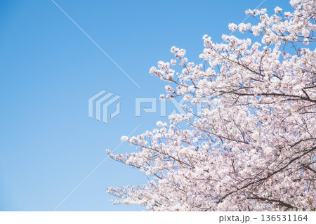 桜と青空 136531164