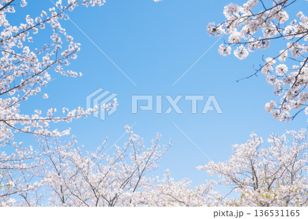 桜と青空 136531165