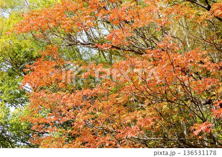 秋の公園 色づくウルシの葉 秋の公園 色づくウルシの葉 136531178