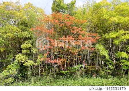 秋の公園 色づくウルシの葉 秋の公園 色づくウルシの葉 136531179