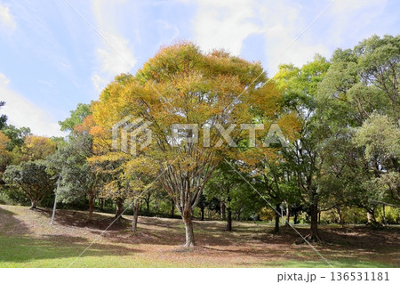 秋の公園 色づくケヤキの葉 秋の公園 色づくケヤキの葉 136531181