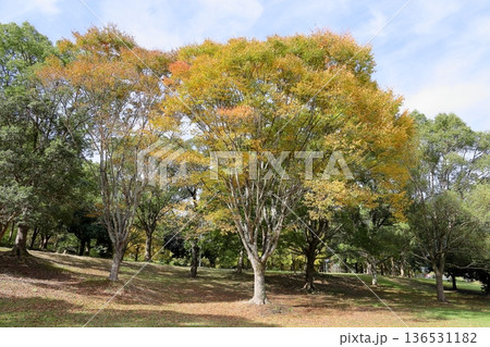 秋の公園 色づくケヤキの葉 秋の公園 色づくケヤキの葉 136531182