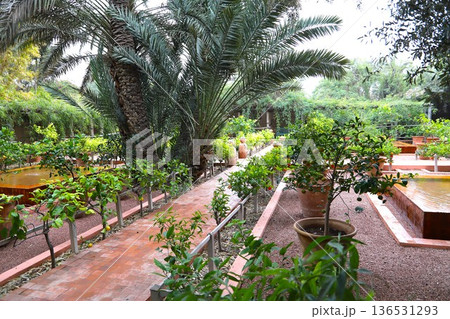 モロッコのマラケシュにあるマジョレル庭園内部景観8 136531293