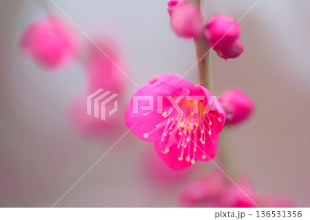 梅の花 紅梅 梅の花 紅梅 136531356