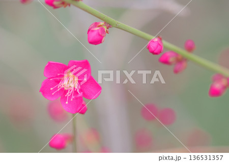 梅の花 紅梅 梅の花 紅梅 136531357