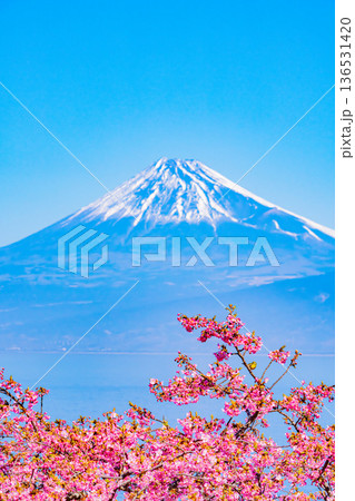（静岡県）満開の河津桜にとまったメジロと富士山 136531420