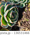 ナチュラルな多肉植物 136531466