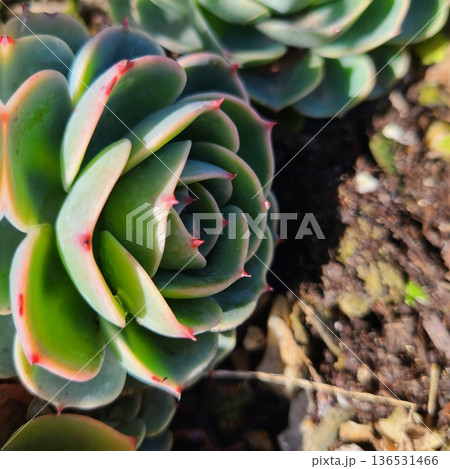 ナチュラルな多肉植物 ナチュラルな多肉植物 136531466