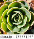ナチュラルな多肉植物 136531467