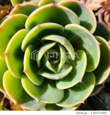 ナチュラルな多肉植物 ナチュラルな多肉植物 136531467