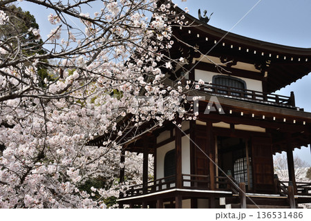 春の勧修寺　サクラと観音堂(京都市山科区)　 136531486