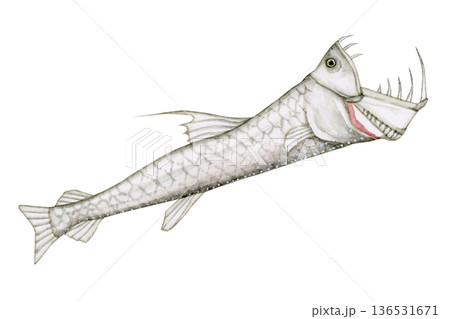 ホウライエソ エソ 深海魚 深海生物 水彩 イラスト ホウライエソ エソ 深海魚 深海生物 水彩 イラスト 136531671