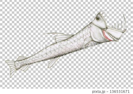 ホウライエソ エソ 深海魚 深海生物 水彩 イラスト ホウライエソ エソ 深海魚 深海生物 水彩 イラスト 136531671
