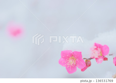 雪中　梅の花　紅梅 136531769