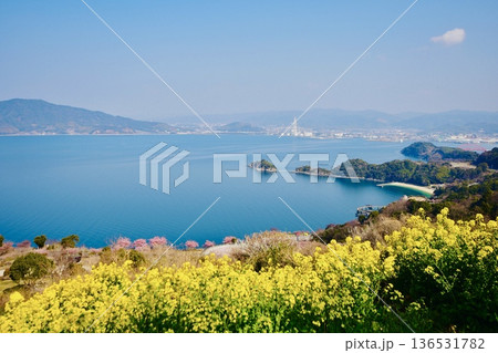 下松市内を見下ろす海岸の菜の花畑 下松市内を見下ろす海岸の菜の花畑 136531782