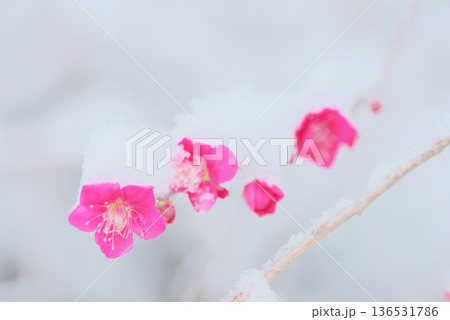 雪中 梅の花 紅梅 雪中 梅の花 紅梅 136531786