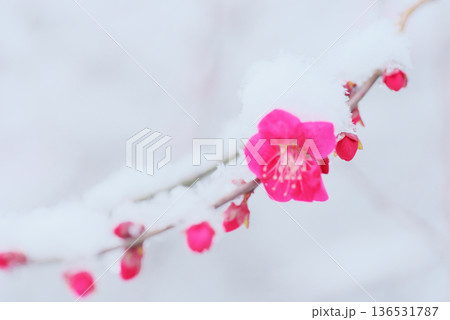 雪中 梅の花 紅梅 雪中 梅の花 紅梅 136531787