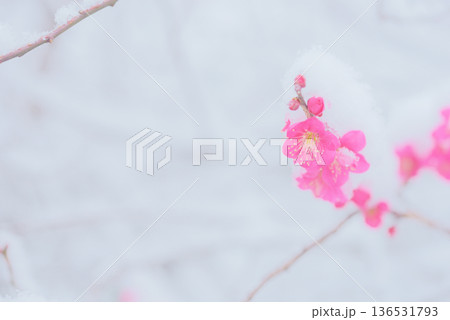 雪中 梅の花 紅梅 雪中 梅の花 紅梅 136531793