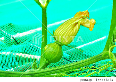 カボチャの雌花(夏、六月) カボチャの雌花(夏、六月) 136531813
