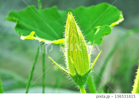 黄色いカボチャの雄花（夏、六月） 136531815