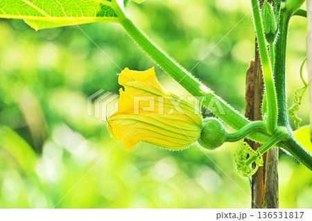 カボチャの雌花（夏、六月） 136531817