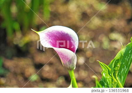 紫と白のカラー(ピカソ)の花(夏、六月) 紫と白のカラー(ピカソ)の花(夏、六月) 136531968