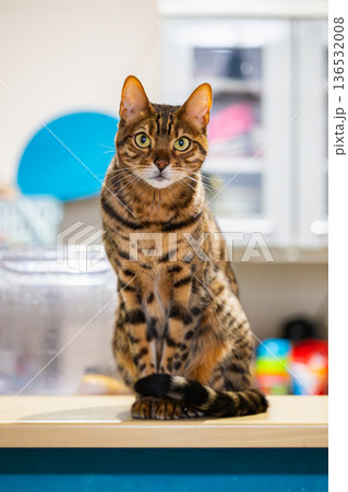 かわいい猫 136532008