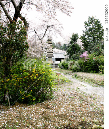 般若寺　桜　奈良市 136532009