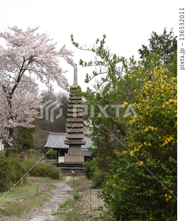 般若寺　桜　奈良市 136532011