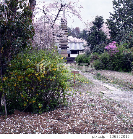 般若寺 桜 奈良市 般若寺 桜 奈良市 136532013