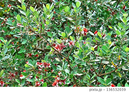 赤と白のフェイジョアの花（夏、六月） 136532039