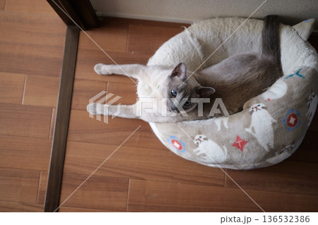 家でくつろぐロシアンブルー 136532386