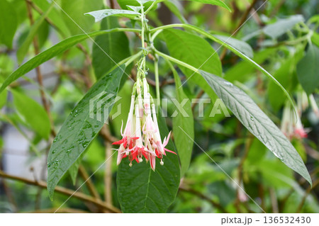 フクシア・ボリビアナ Bolivian Fuchsia フクシア・ボリビアナ Bolivian Fuchsia 136532430